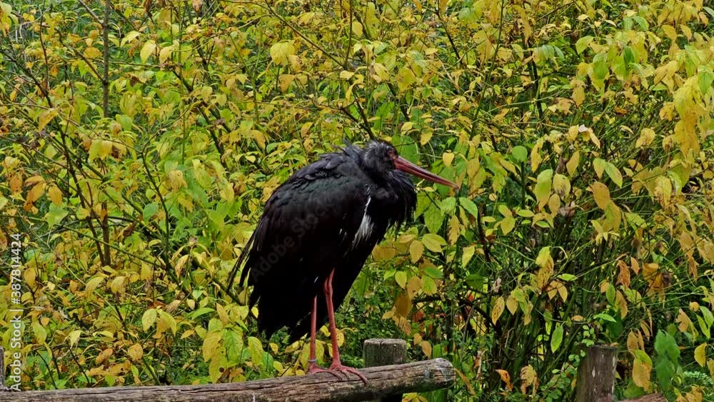 The black stork, Ciconia nigra. Large bird in the stork family Ciconiidae. The black stork, Ciconia nigra. Large bird in the stork family Ciconiidae.