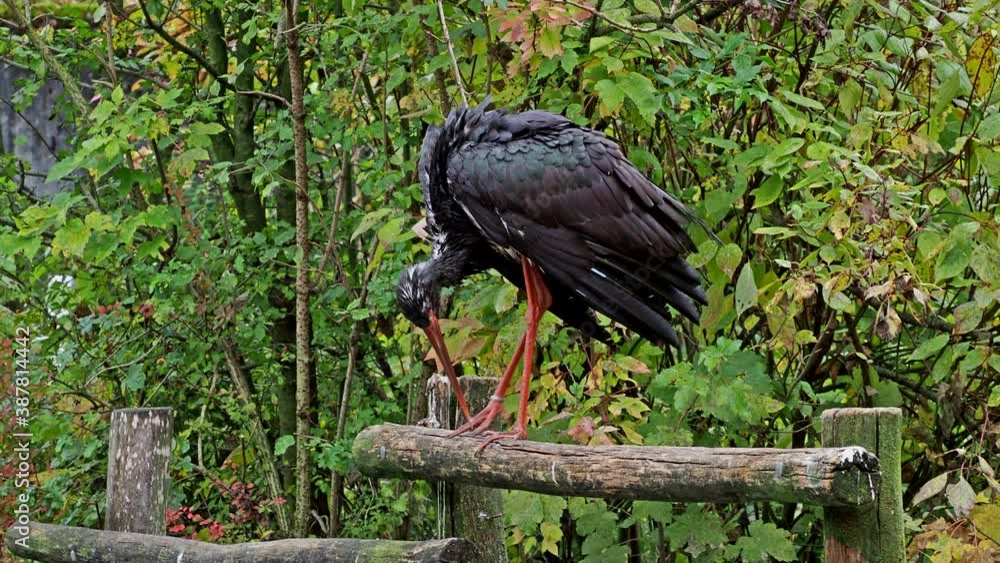 The black stork, Ciconia nigra. Large bird in the stork family Ciconiidae. The black stork, Ciconia nigra. Large bird in the stork family Ciconiidae.