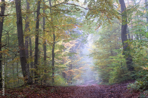 Herbst im Nebel