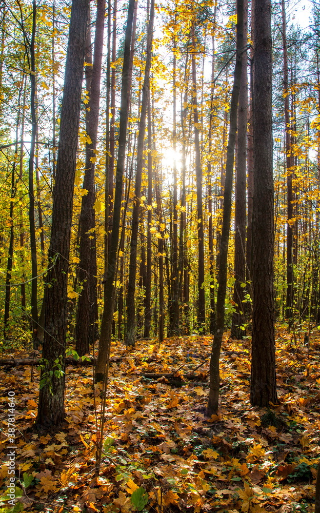 Fototapeta premium Autumn in the forest