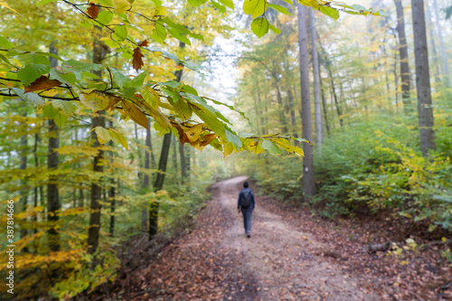 Herbst im Nebel photo