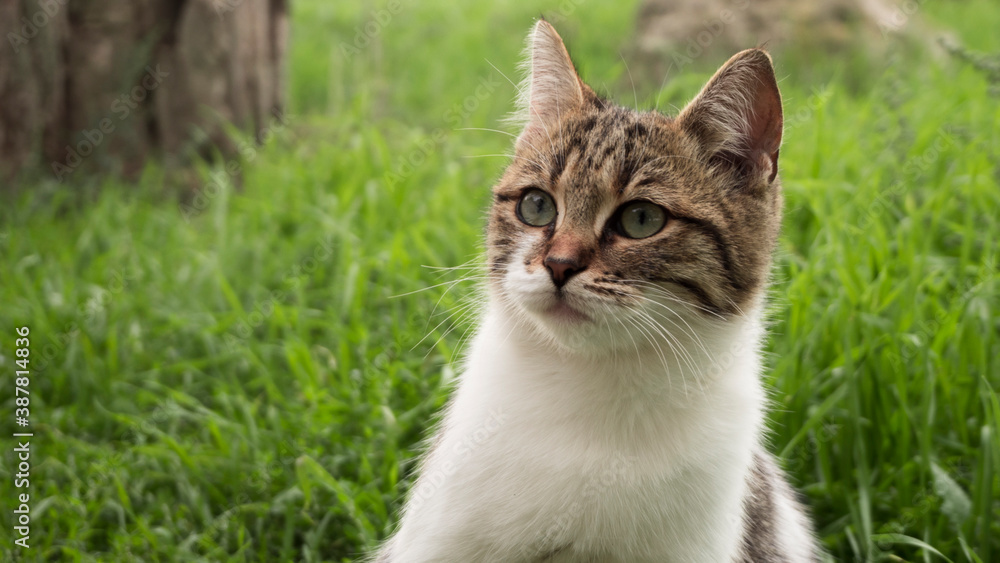 cat on grass cat on grass