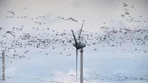 Wildgänse vor einem Windrad, Ostfriesland.