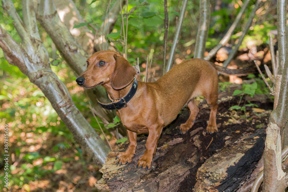 Young light brown dachshund or sausage dog on a rock among the branches of a tree, looking attentively and posing, sunny day in the forest in Beek, South Limburg in the Netherlands