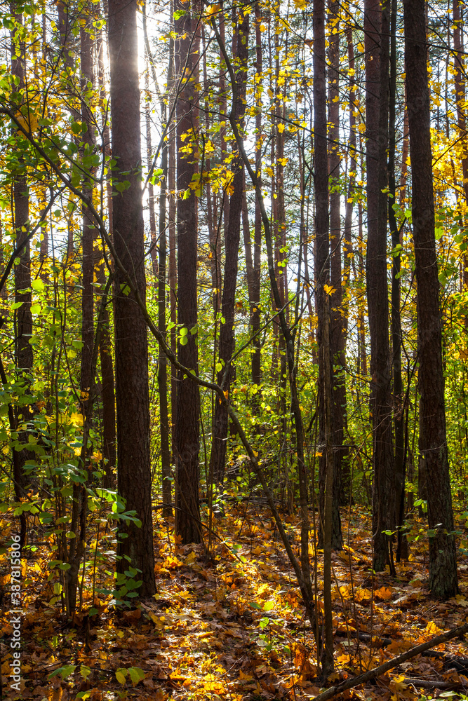 Fototapeta premium Autumn in the forest