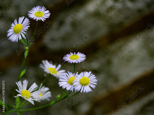 Rock Flower