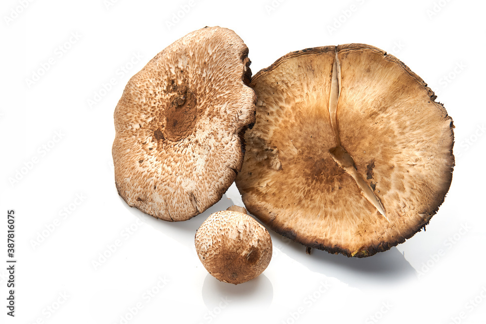 Wild Foraged Mushroom selection isolated on white background, with shadow. Wild Foraged Mushroom selection isolated on white background, with shadow.