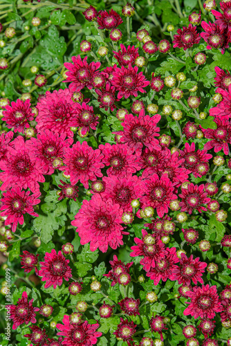 Red fall mums or chrysanthemum flowers blooming in garden in autumn