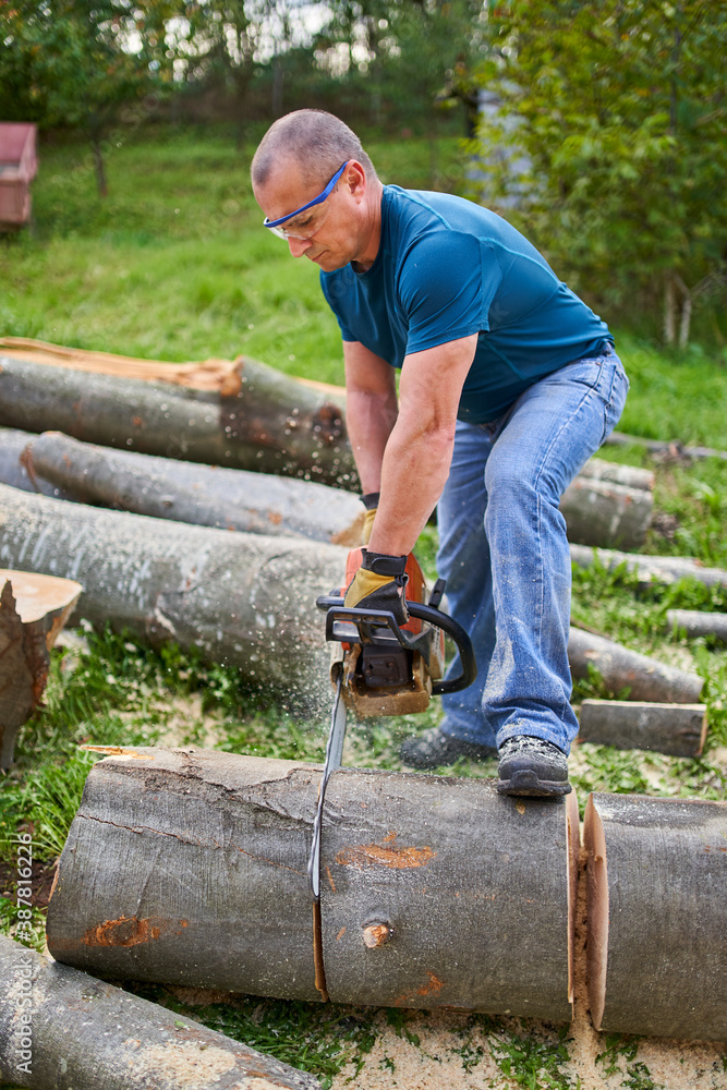 Lumberjack sawing beech logs