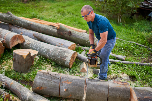 Lumberjack sawing beech logs
