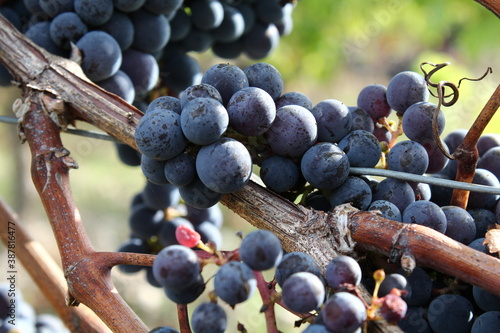 Tableau sur toile Grappe de raisin