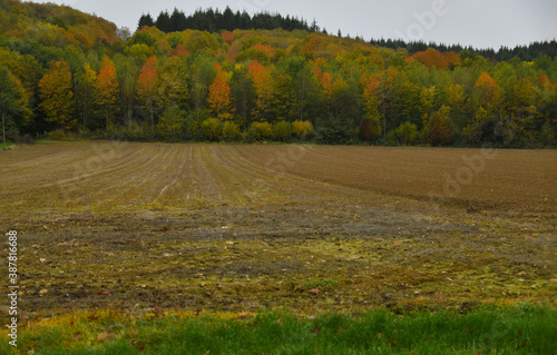 Fototapeta Naklejka Na Ścianę i Meble -  Automne Normand