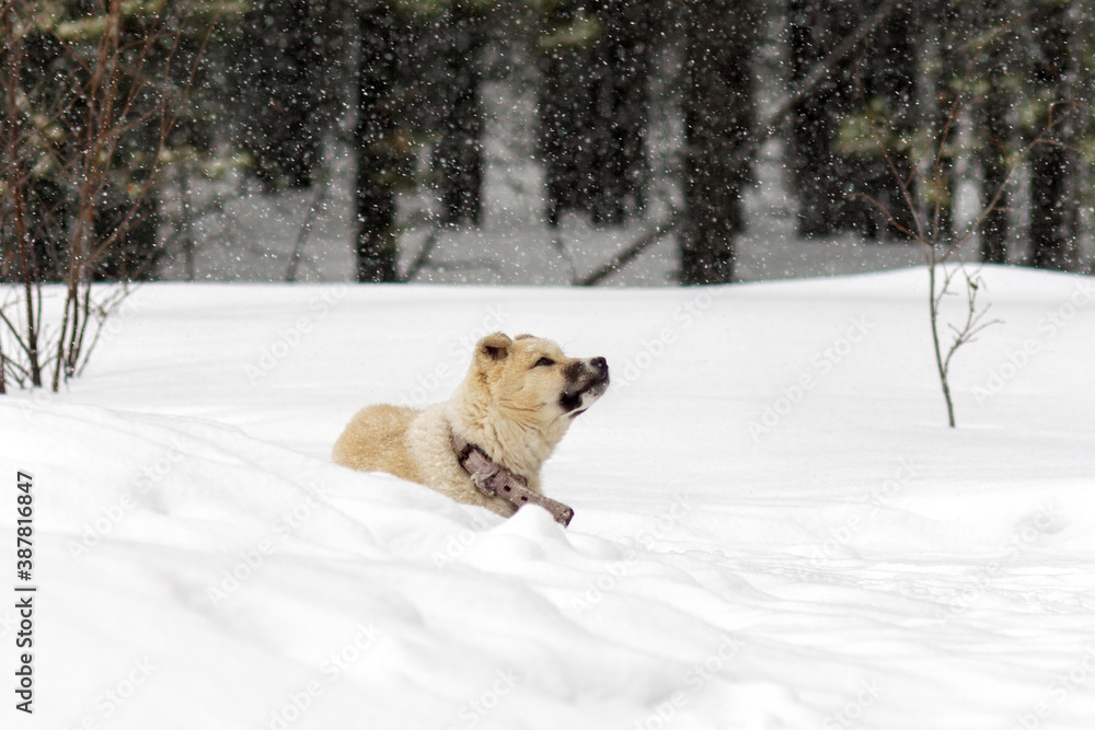 dog puppy Lake in winter in a heavy snowfall. Siberia taiga