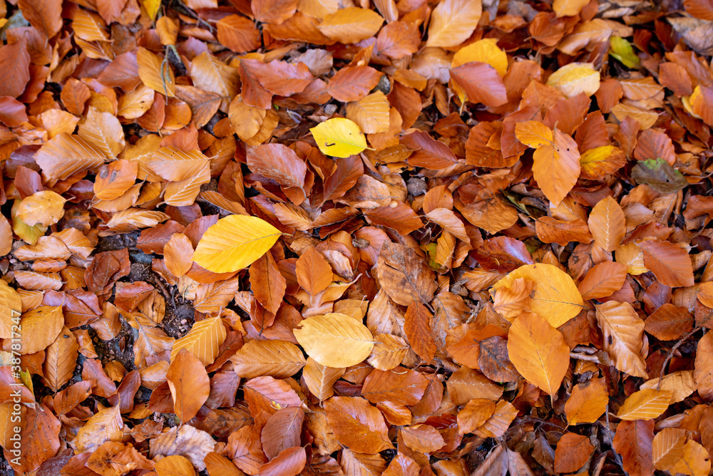 Herbst im Wald