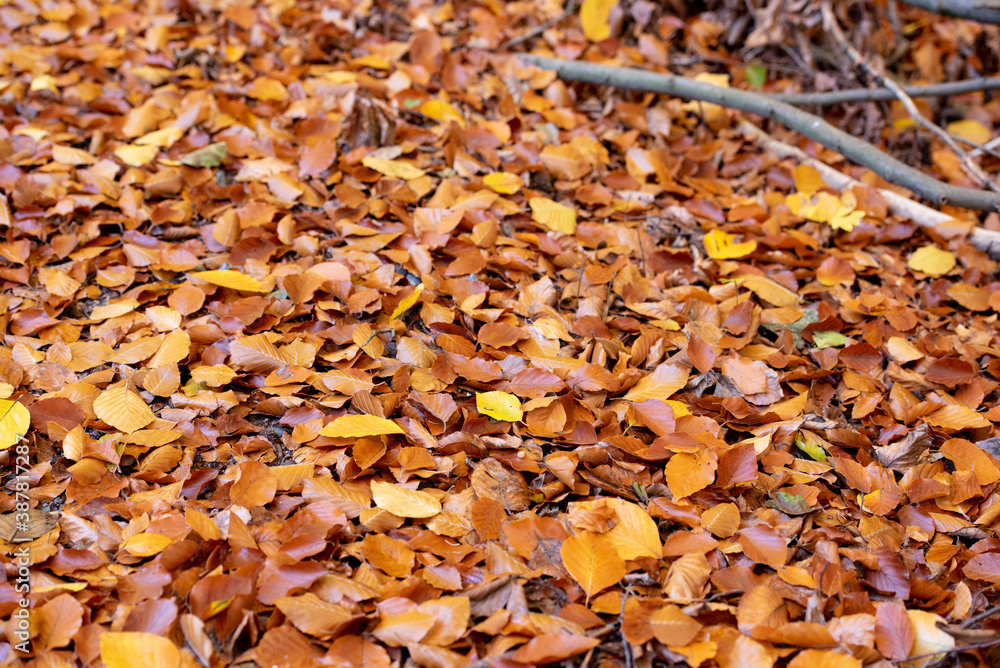 Herbst im Wald