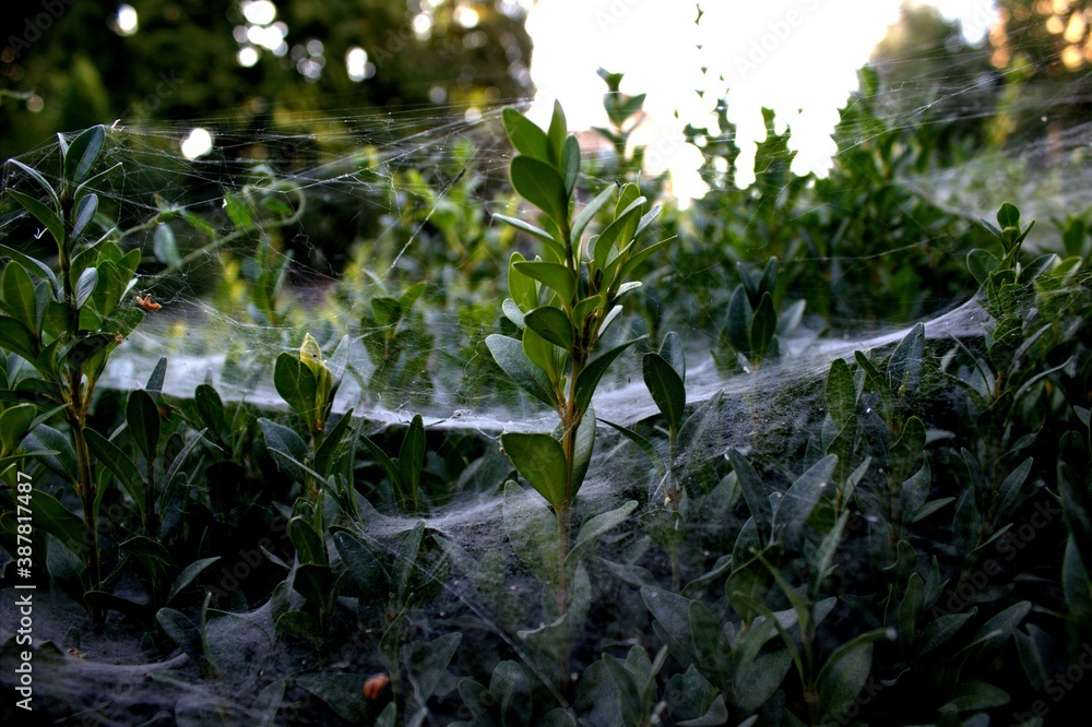 plant on the web plant on the web