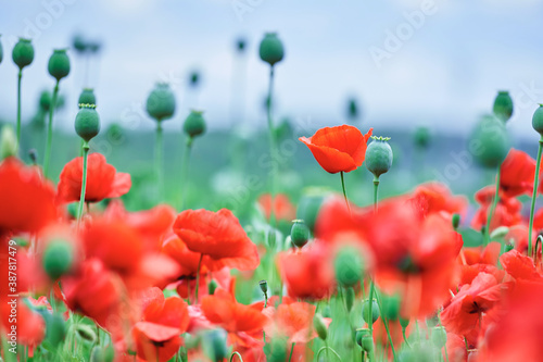 Red poppies blooming