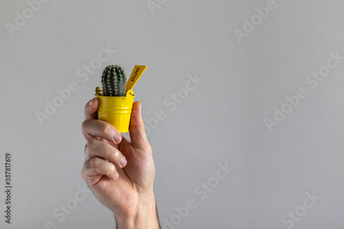 Small cactus in male hand on gray background.