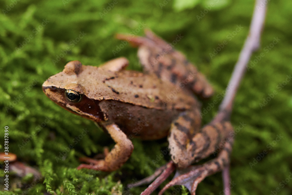 Fototapeta premium A sitting brown frog