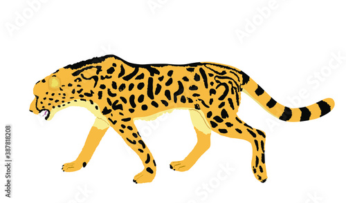 Fototapeta Naklejka Na Ścianę i Meble -  King cheetah vector illustration isolated on white background. Acinonyx jubatus symbol. Big cat, fastest animal on planet. Elegant African safari animal.  