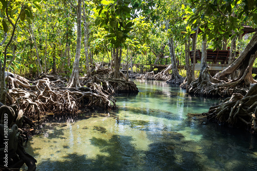 Tha Pom Khlong Song Nam  mangrove forest  Krabi