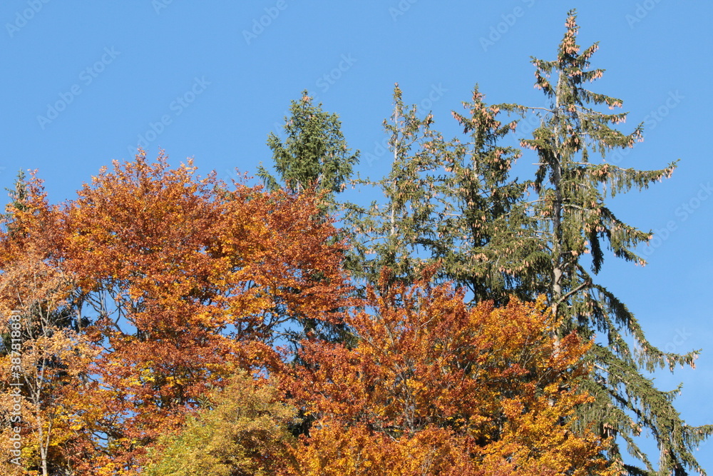 Natur, Landschaft, Herbst, Baum , Blätter , Schweiz, Wald, Reisen, Tourismus, Park , Grün, Travelling, Travel, Autmn, Autnm, Trip, Tourism,Switzerland, forest, tree, landscape, valley Mountain, Berg, Natur, Landschaft, Herbst, Baum , Blätter , Schweiz, Wald, Reisen, Tourismus, Park , Grün, Travelling, Travel, Autmn, Autnm, Trip, Tourism,Switzerland, forest, tree, landscape, valley Mountain, Berg,