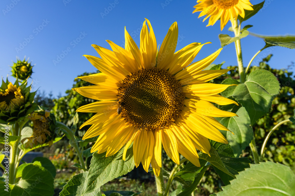 Sunflowers against the background of the blue sky Sunflowers against the background of the blue sky