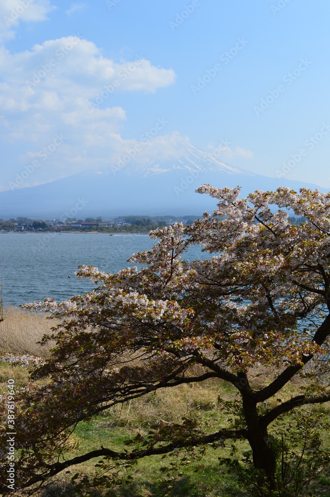 Sunset over Mount Fuji and the lakes of Honshu Island during Cherry Blossom (Hanami) in Japan