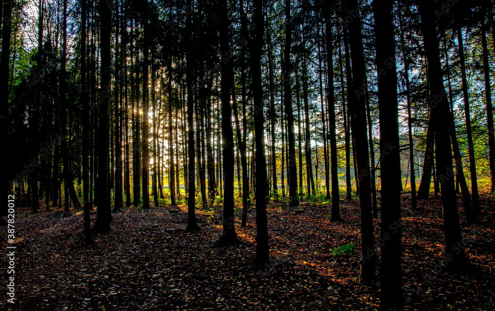 Fototapeta premium Forest in autumn