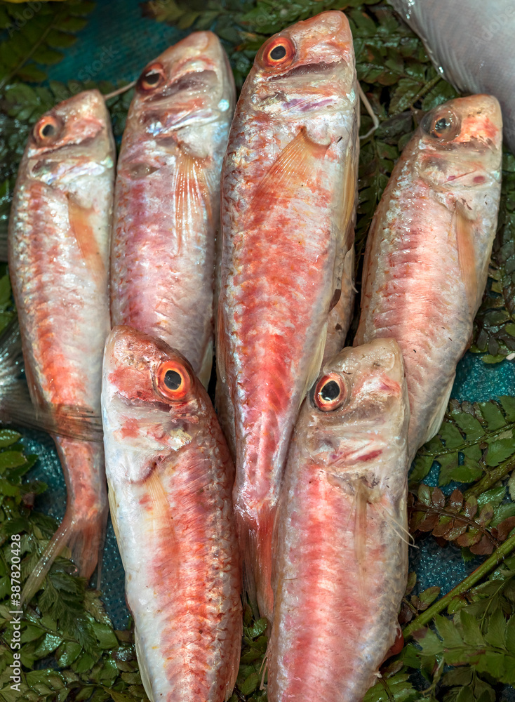 Red mullet or surmullet fish on a shop counter, close-up. Fresh saltwater fish on the Istanbul sea food market.