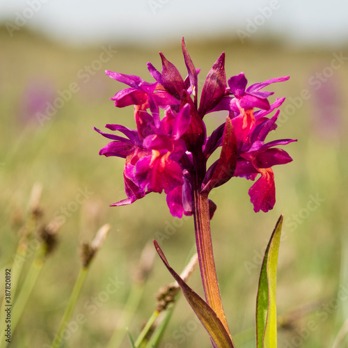 Orchidee Knabenkraut Dactylorhiza lapponica photo