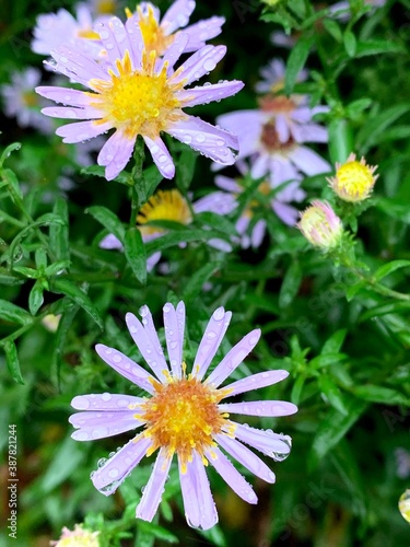 Rain drops on flowers. Colorful. Macro.  Close-up