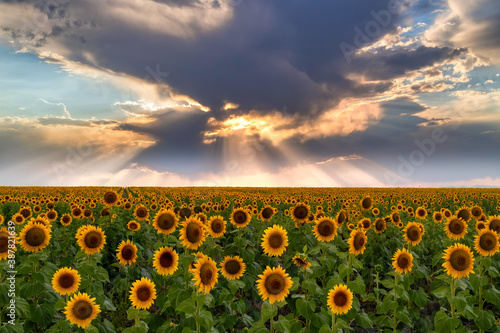 фотографія Sunrays over the rows of sunflower fields