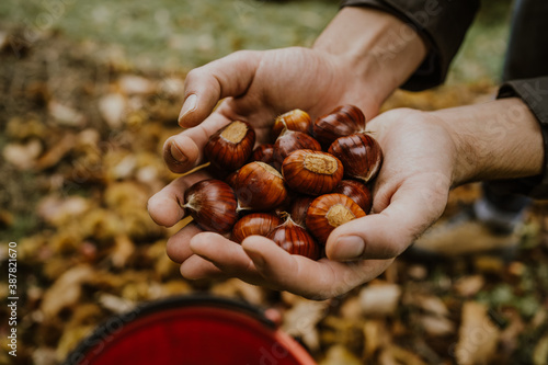 chestnuts. chestnut harvest. Autumn color