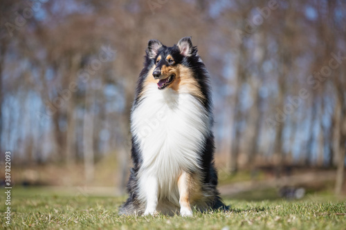 collie