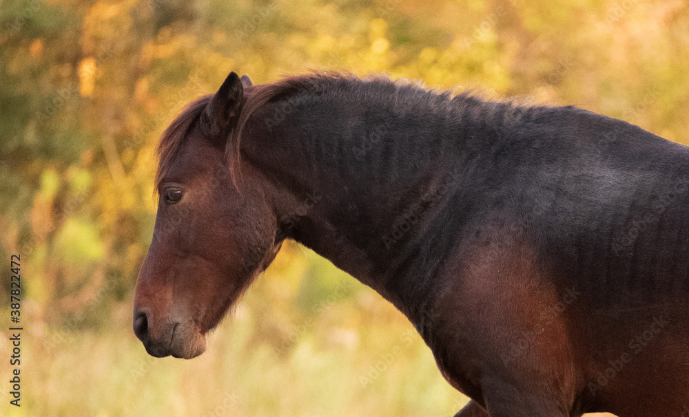 Fototapeta premium Wild Horses of Corolla