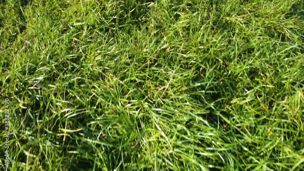 Smooth flight on green lush grass Smooth flight on green lush grass