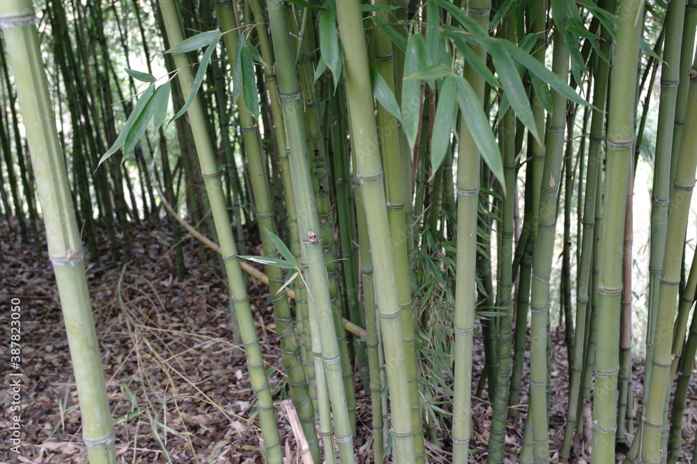 Obraz premium Verde bambu