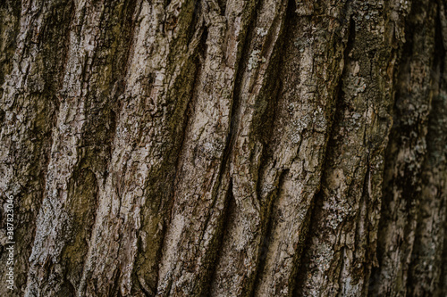 closeup of a chestnut tree in autumn