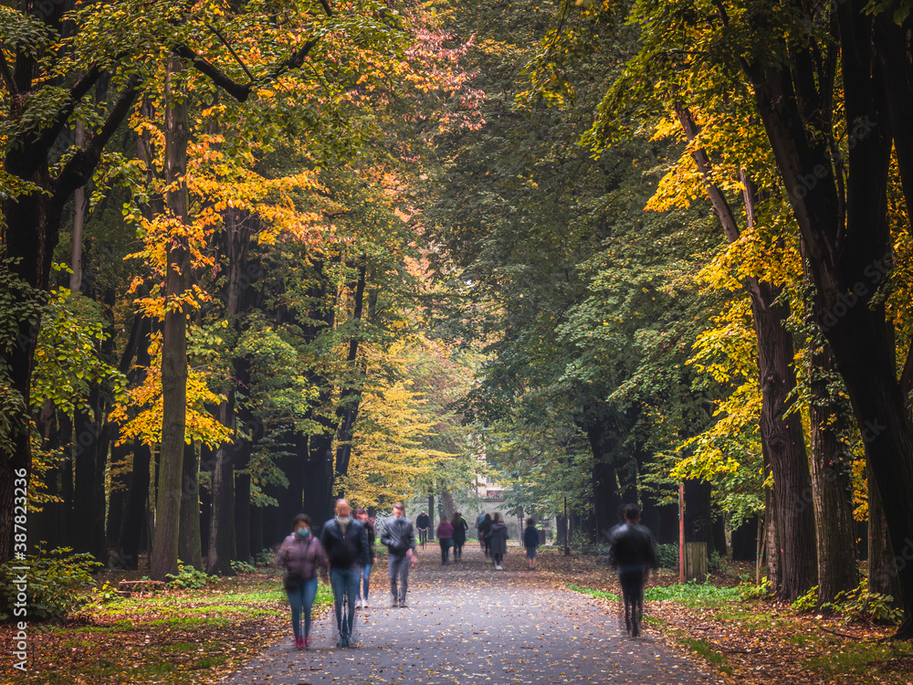 Autumn colors in the leaves of trees in the park