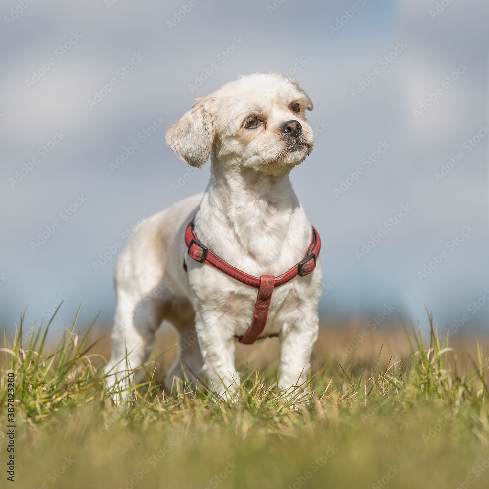 beautiful dog beautiful dog