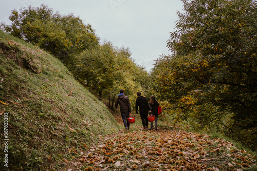 people stroll along the chestnut grove after picking the chestnuts