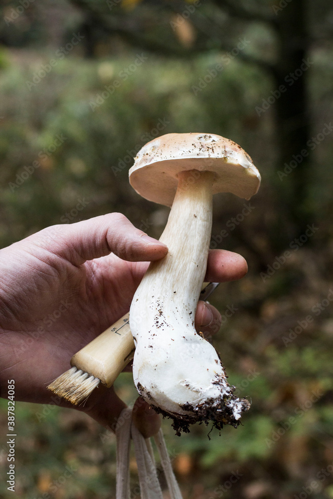 Cueillette des cèpes de Bordeaux en forêt