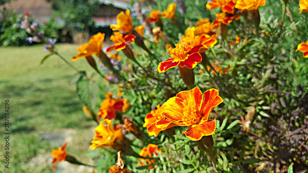 한국 제주도 메리골드, Marigold, 천수국, 만수국