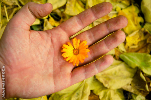 Orange flower on a male hand. A hand holding a beautiful flower.