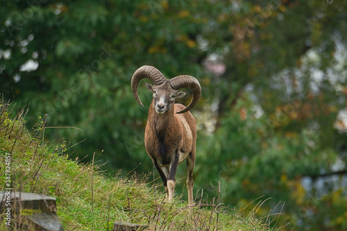 Nahaufnahme des europäischen Mufflon