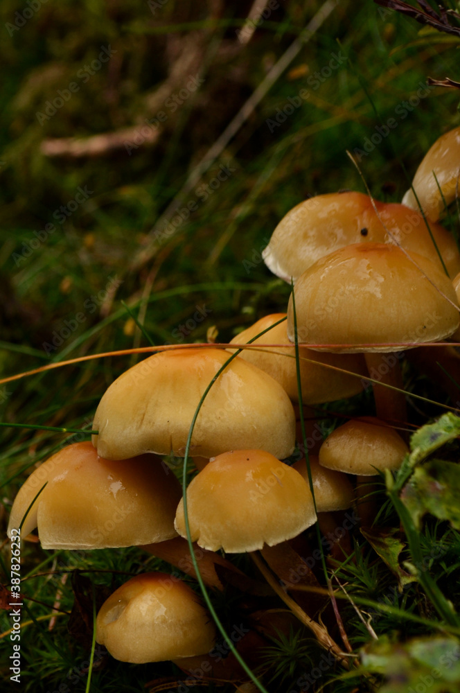 Pilze im Herbst Pilze im Herbst