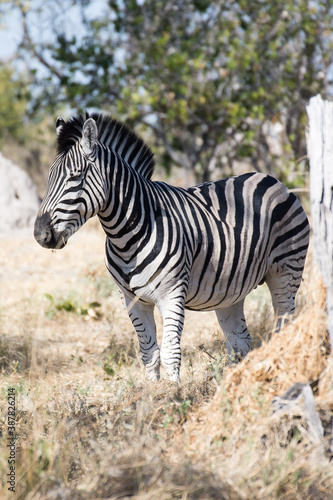 Zebra pasturing in the African savannah  Moremi Game Reserve - Botswana