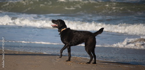 Black Lab Playing at the Beach