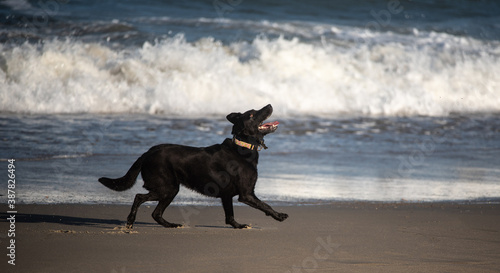 Black Lab Playing at the Beach